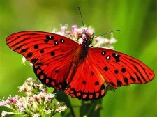 Natur-Puzzle-Schmetterling