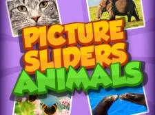 Picture Slider Animals game background