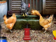 Poultry Farm Easter Escape game background
