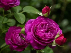 Purple Roses Puzzle game background